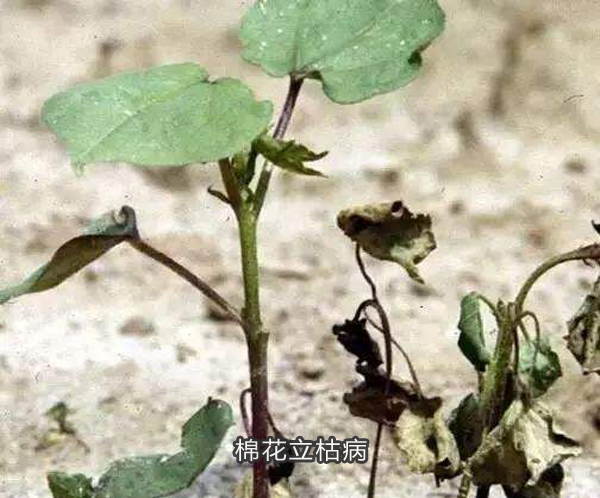棉花立枯病