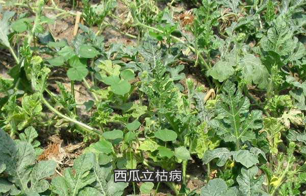 西瓜立枯病