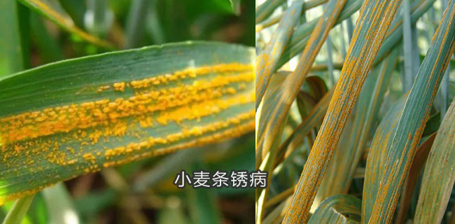 小麦条锈病