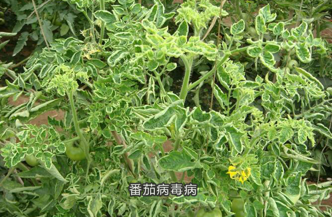 番茄病毒病