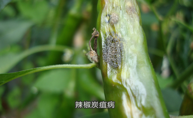 辣椒炭疽病
