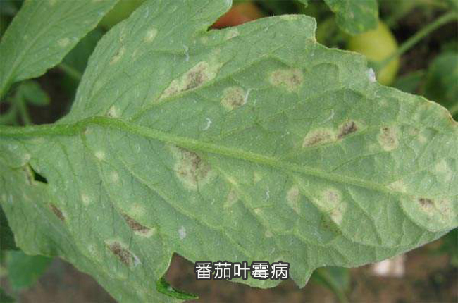 番茄叶霉病