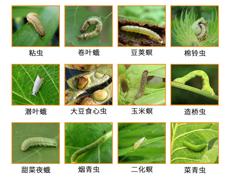 专打青虫,肉虫,螟虫等鳞翅目害虫