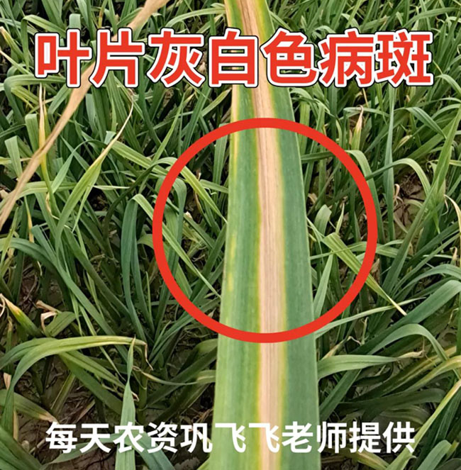 大蒜