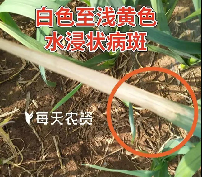 大蒜