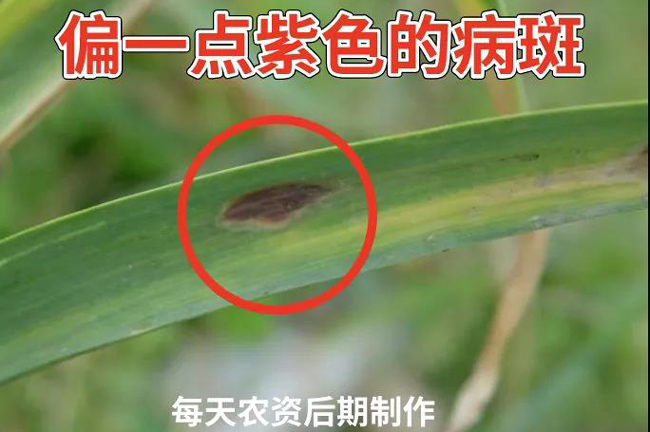 大蒜