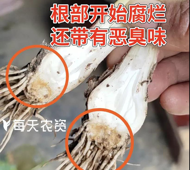 大蒜