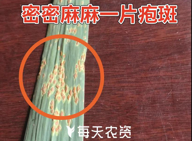大蒜