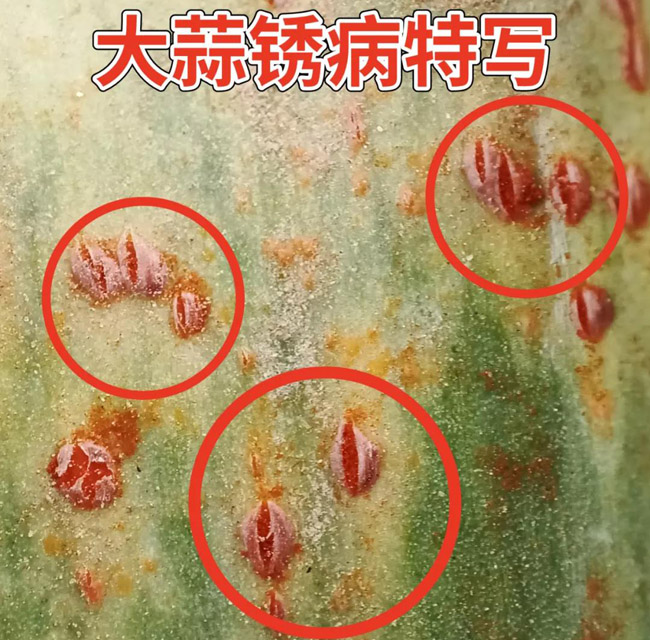 大蒜