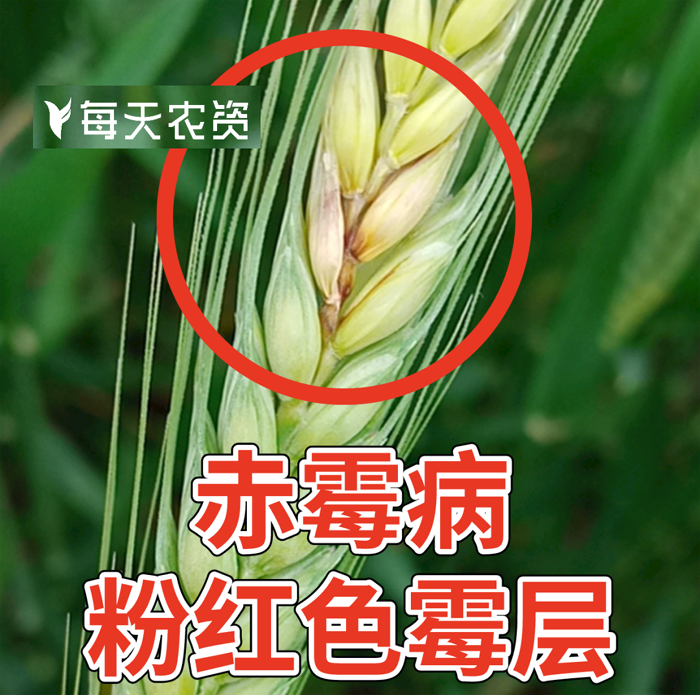 小麦赤霉病