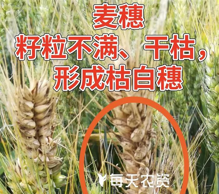 小麦赤霉病