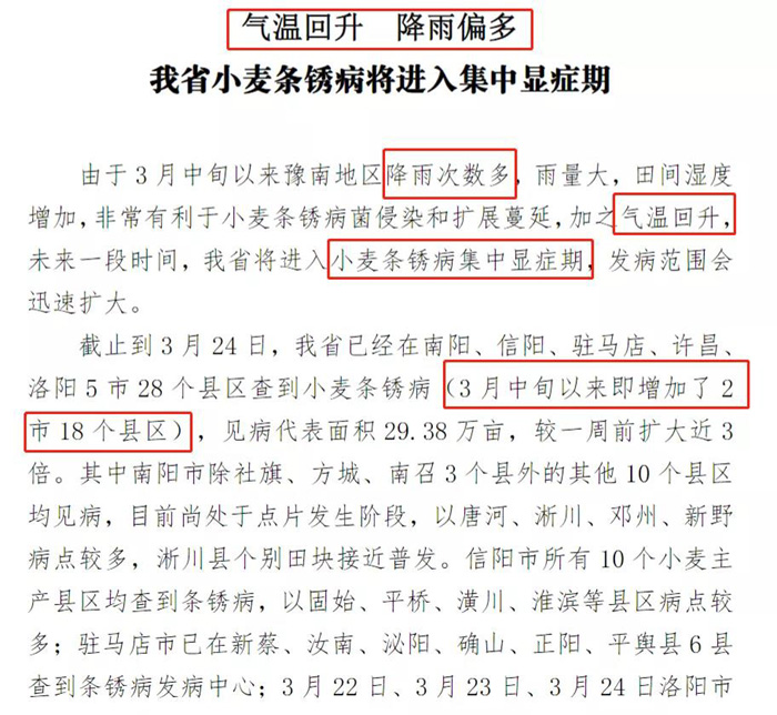 小麦条锈病