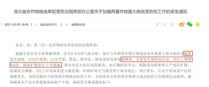 小麦条锈病