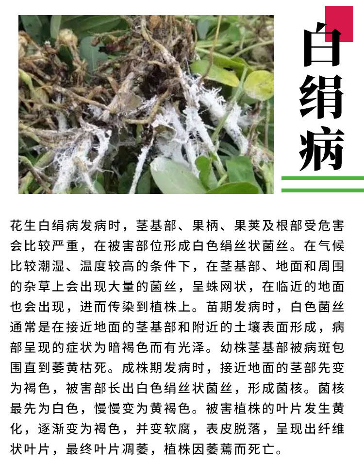 花生白绢病