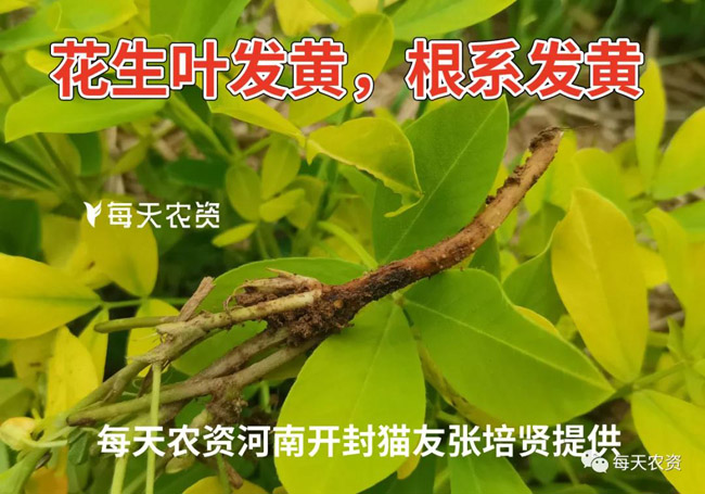 花生叶片发黄