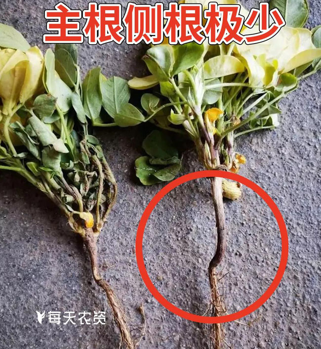 花生根腐病