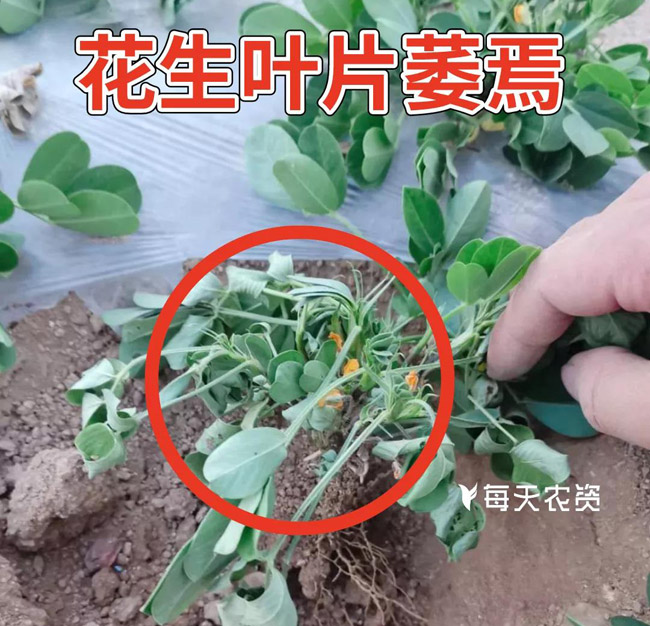 花生青枯病