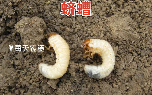 花生蛴螬