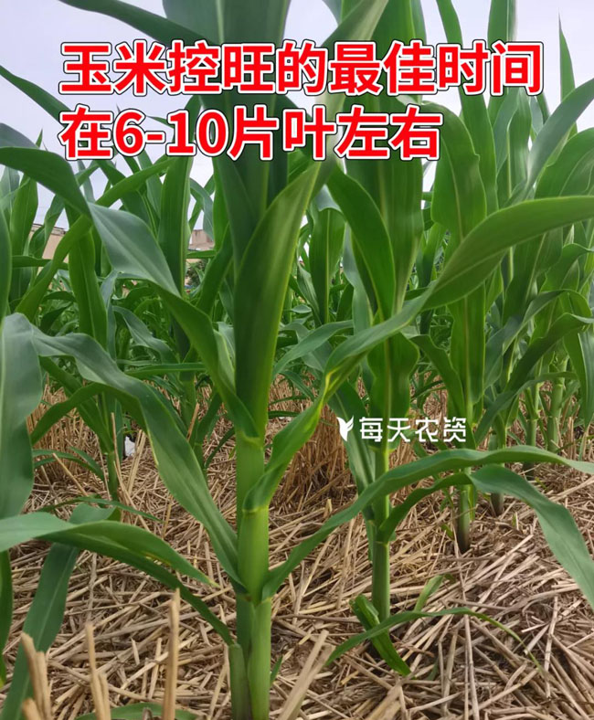 玉米控旺