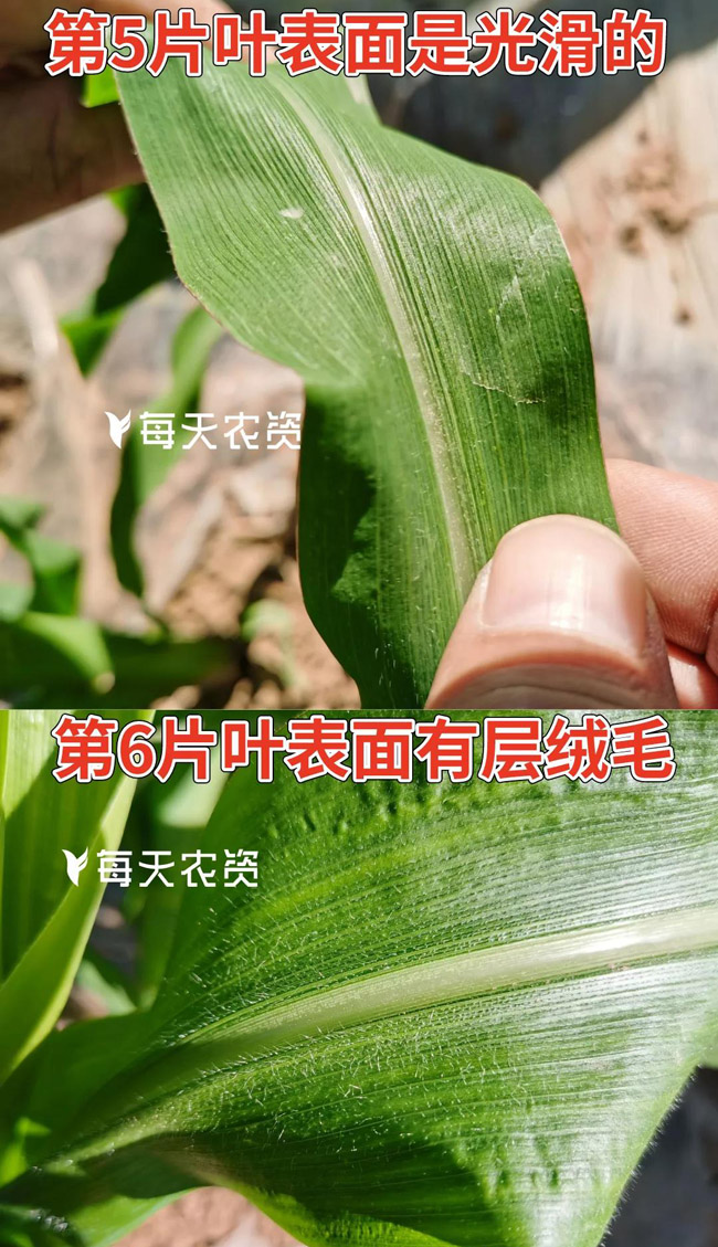 玉米6叶