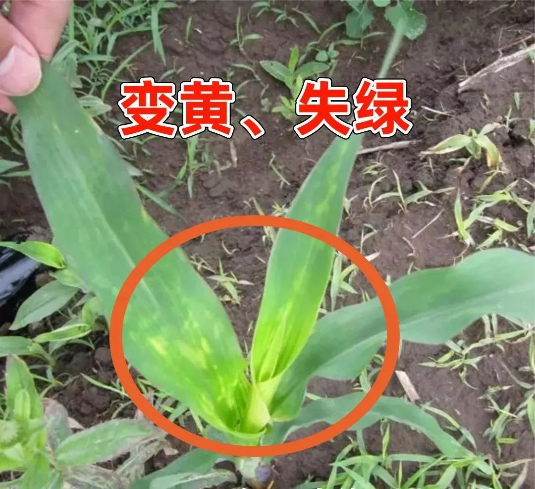 玉米药害