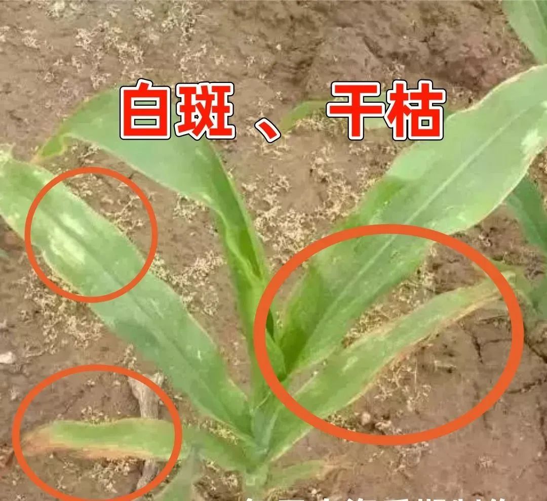 玉米药害