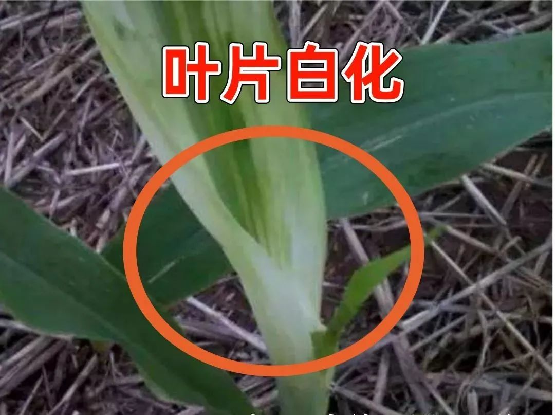 玉米药害