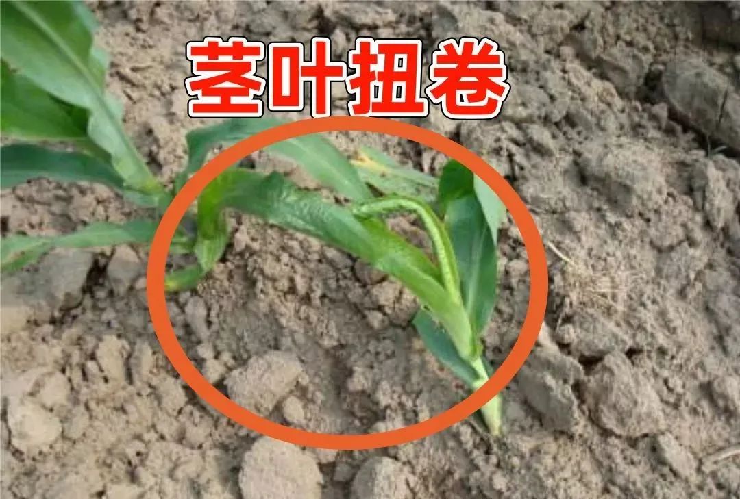 玉米药害