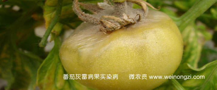 番茄灰霉病有什么症状如何防治