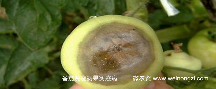 番茄晚疫病发生症状及防治技术