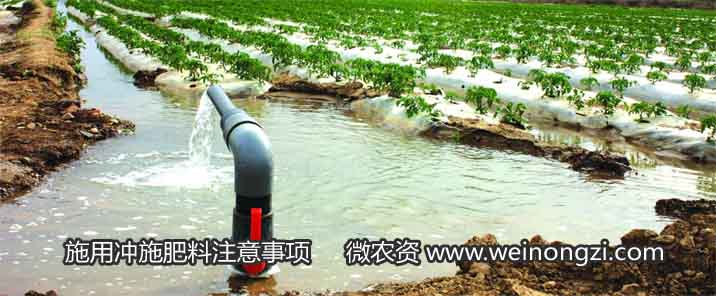 施用冲施肥料应注意以下几点