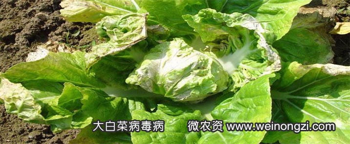 霜霉病