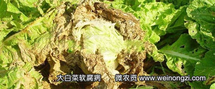 软腐病