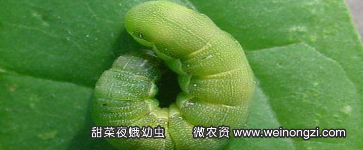 夜蛾类害虫