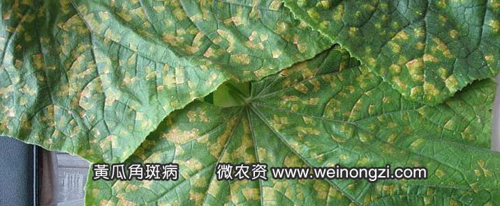 如何辨别黄瓜角斑病与霜霉病？发病症状