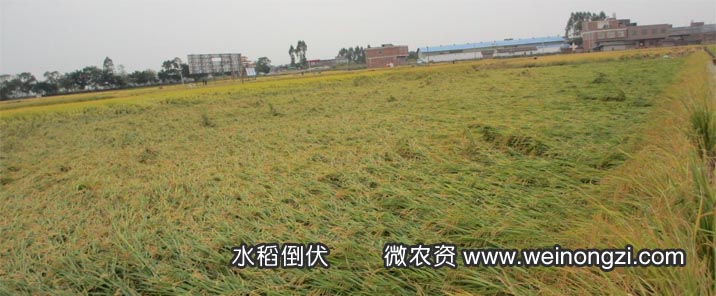 水稻倒伏