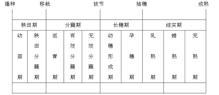 水稻各个生育期容易发生的病虫害