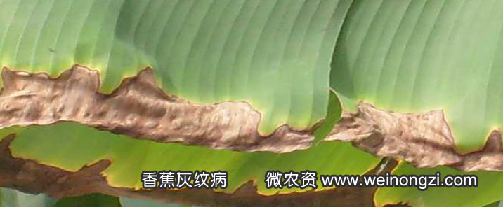 香蕉叶斑病的发生症状及防治方法