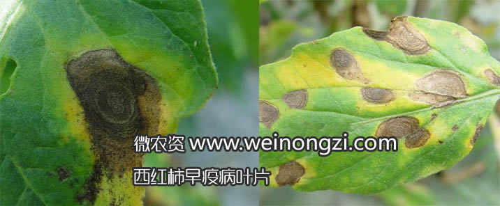 番茄早疫病
