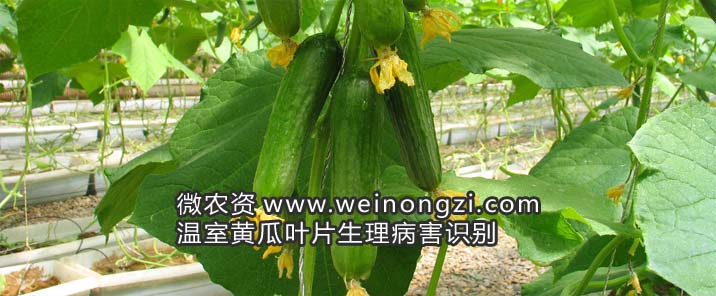 温室黄瓜叶片生理病害识别