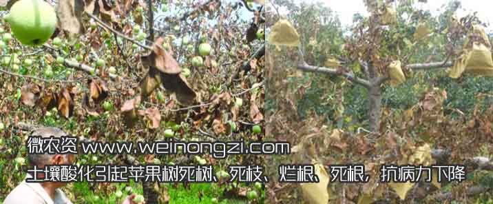 土壤酸化苹果树死枝