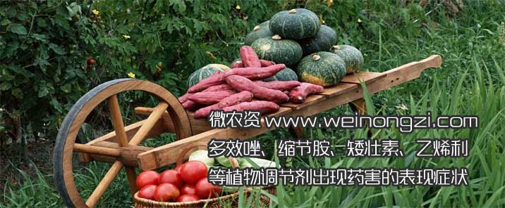 植物调节剂药害