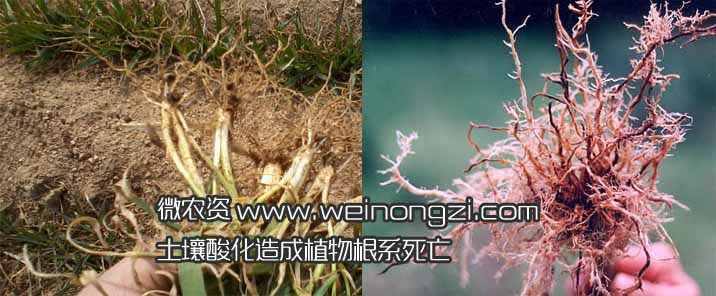 引起土壤酸化的原因