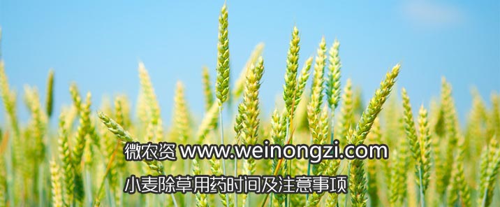 小麦除草用药时间及注意事项