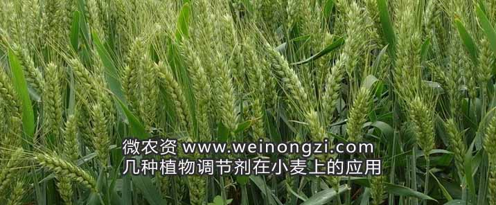 几种植物调节剂在小麦上的应用