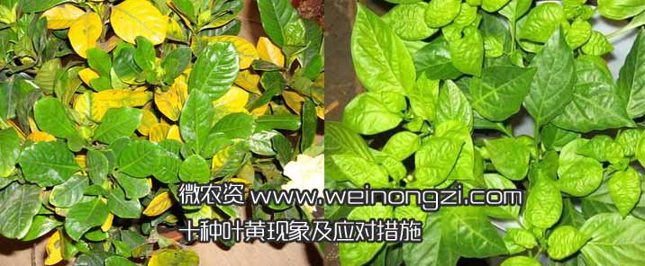 十种叶黄现象及应对措施