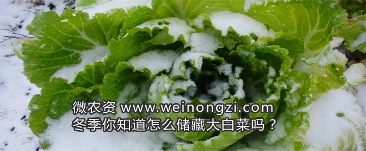冬季你知道怎么储藏大白菜吗？