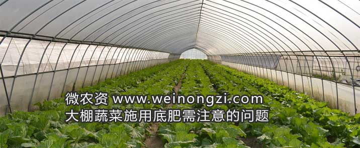 大棚蔬菜施用底肥需注意的问题