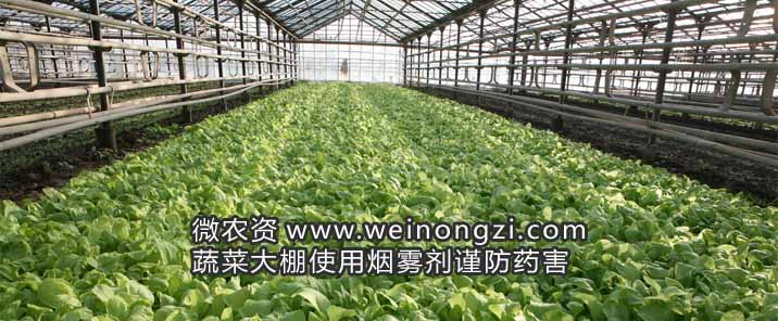 蔬菜大棚使用烟雾剂谨防药害