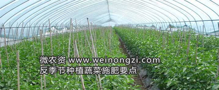 反季节种植蔬菜施肥要点